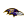 BAL