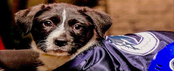 Ranking every dog name and pun from the 2026 'Stanley Pup'