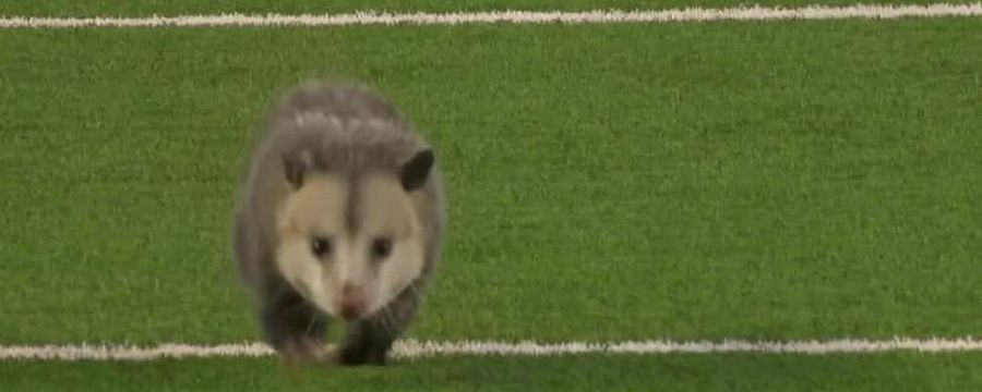 Possum has to be dragged off Texas Tech field
