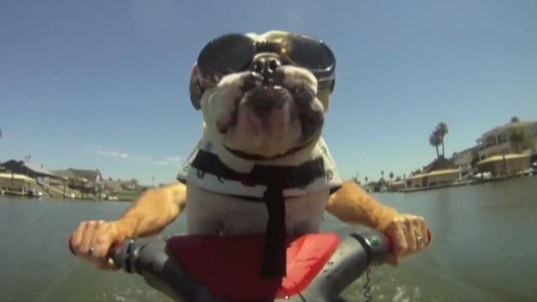 Bulldog rides a jet ski in style ESPN Video