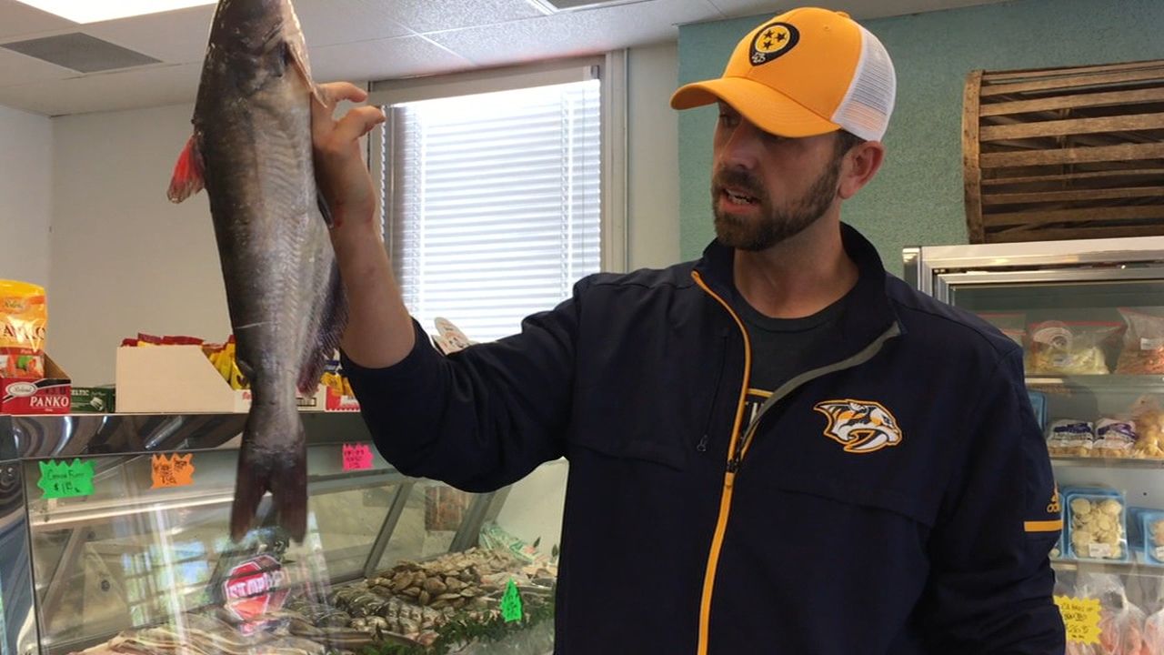 Predators: Why do Preds fans throw catfish during the NHL Playoffs?