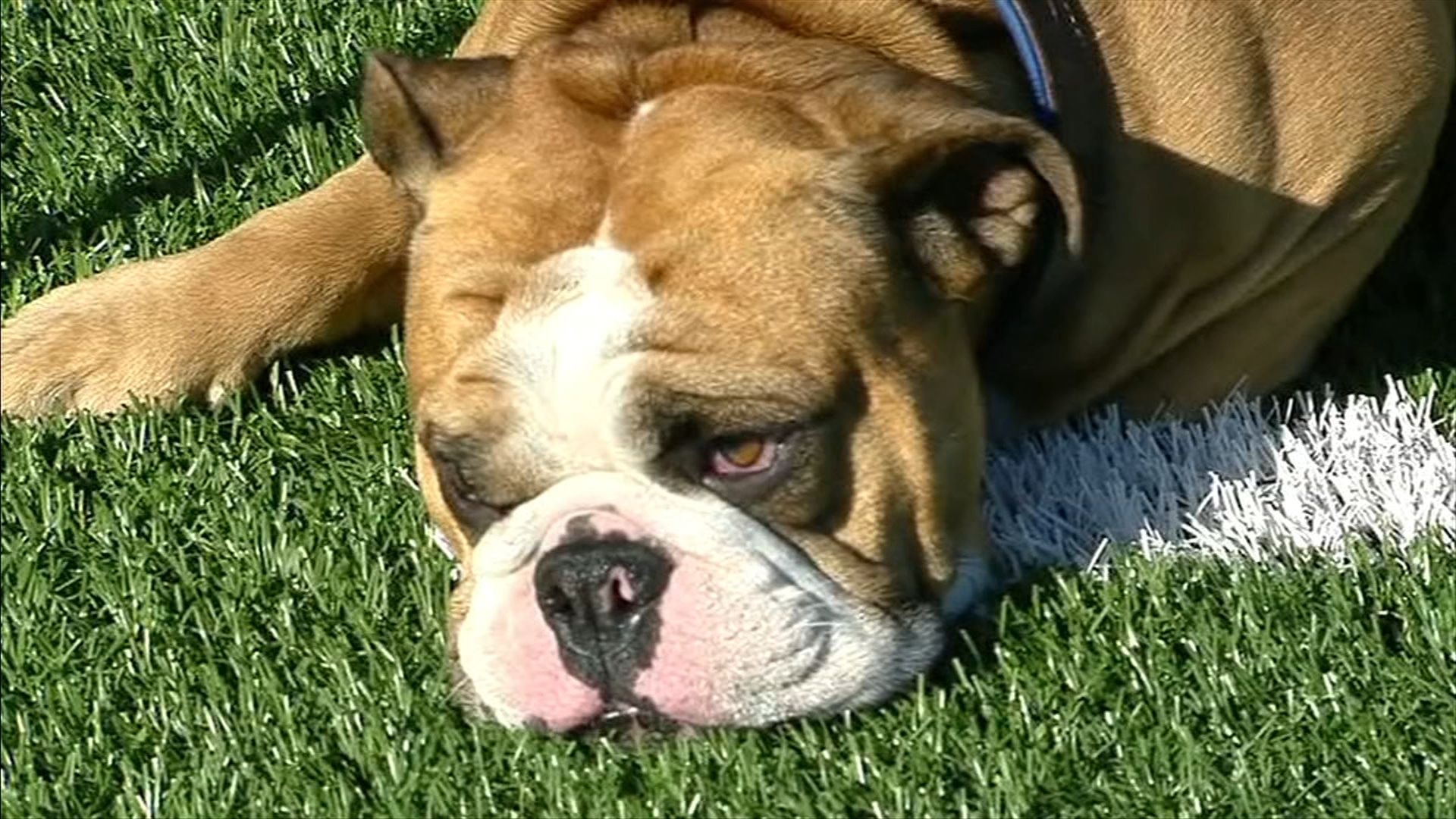 PETA calls out Georgia for 'outdated' use of live bulldog mascot