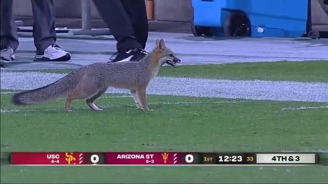 Fox runs onto field during USC vs. ASU game - ESPN Video