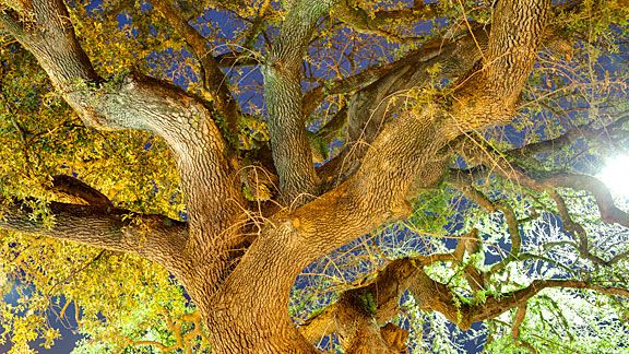 A tree dies in Auburn