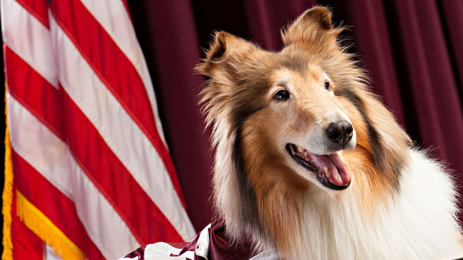 Texas A&M's Reveille VIII to retire