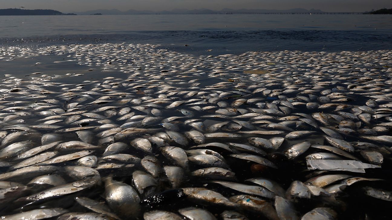 thousands-of-dead-fish-found-near-rio-olympic-sailing-venue-espn