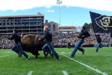 Colorado to debut new live buffalo mascot against Wyoming