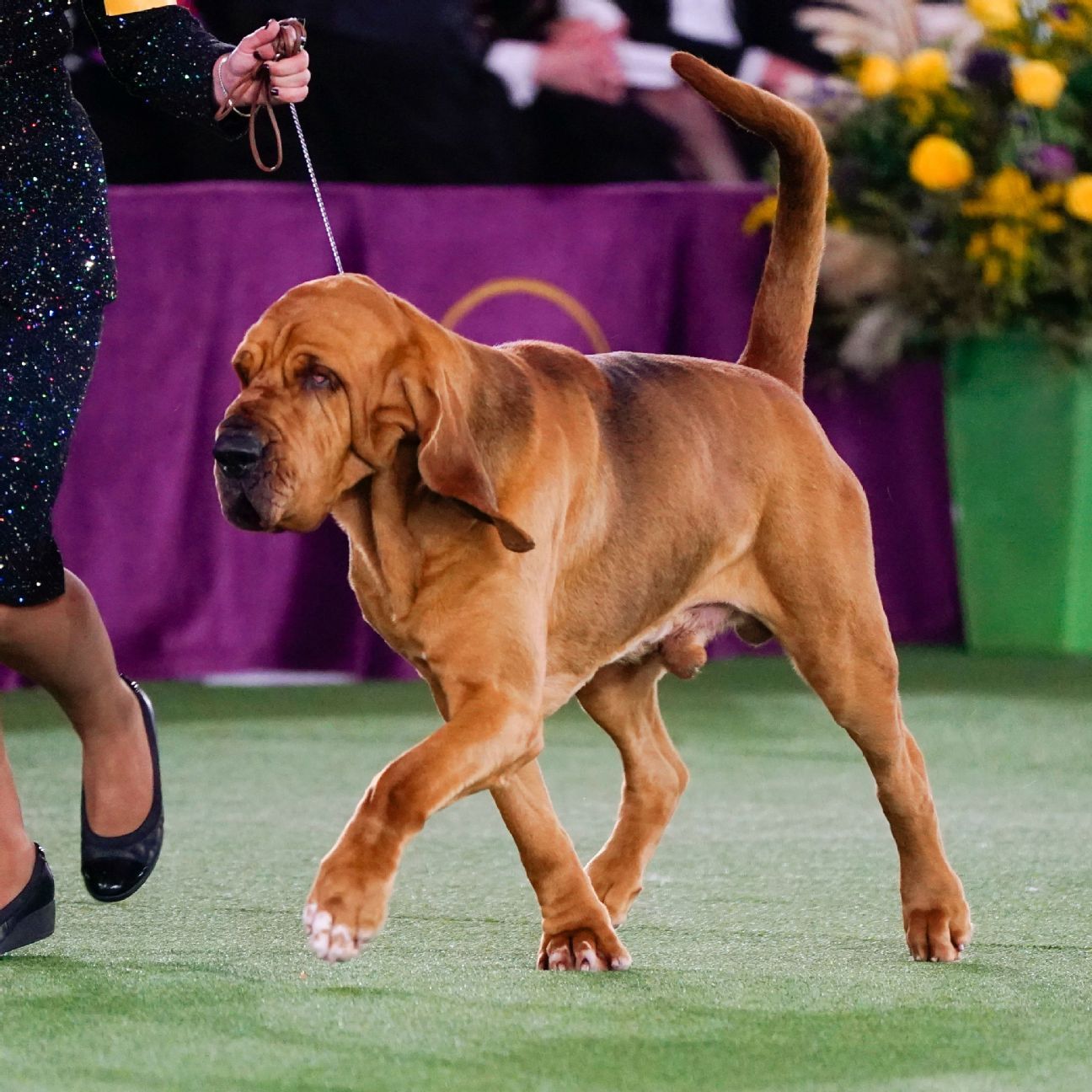 Trumpet The Bloodhound vince il Westminster Kennel Club Dog Show;  Il Bulldog francese, di proprietà di Morgan Fox della NFL, è arrivato secondo