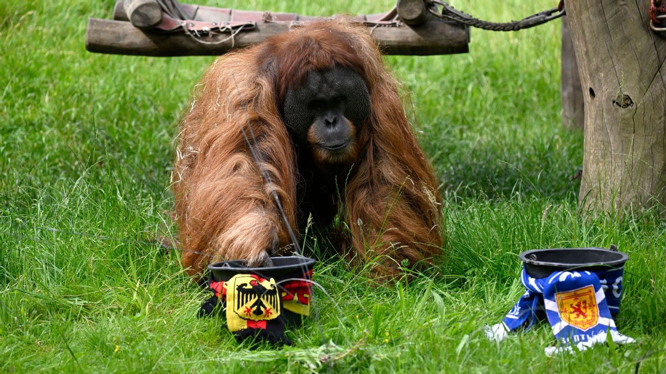 Euro 2024 Walter the orangutan backs Germany over Scotland ESPN