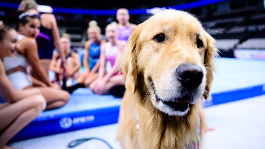 A day in the life of Beacon, the therapy dog at U.S. Olympic gymnastics trials A day in the life of Beacon, the therapy dog at U.S. Olympic gymnastics trials