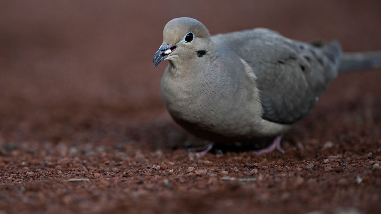 Shell shock: Spanish club ban sunflower seeds