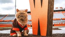 Bowling Green's unofficial mascot: Pudge the cat