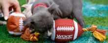 Puppy Bowl 2026 features NFL-inspired pups