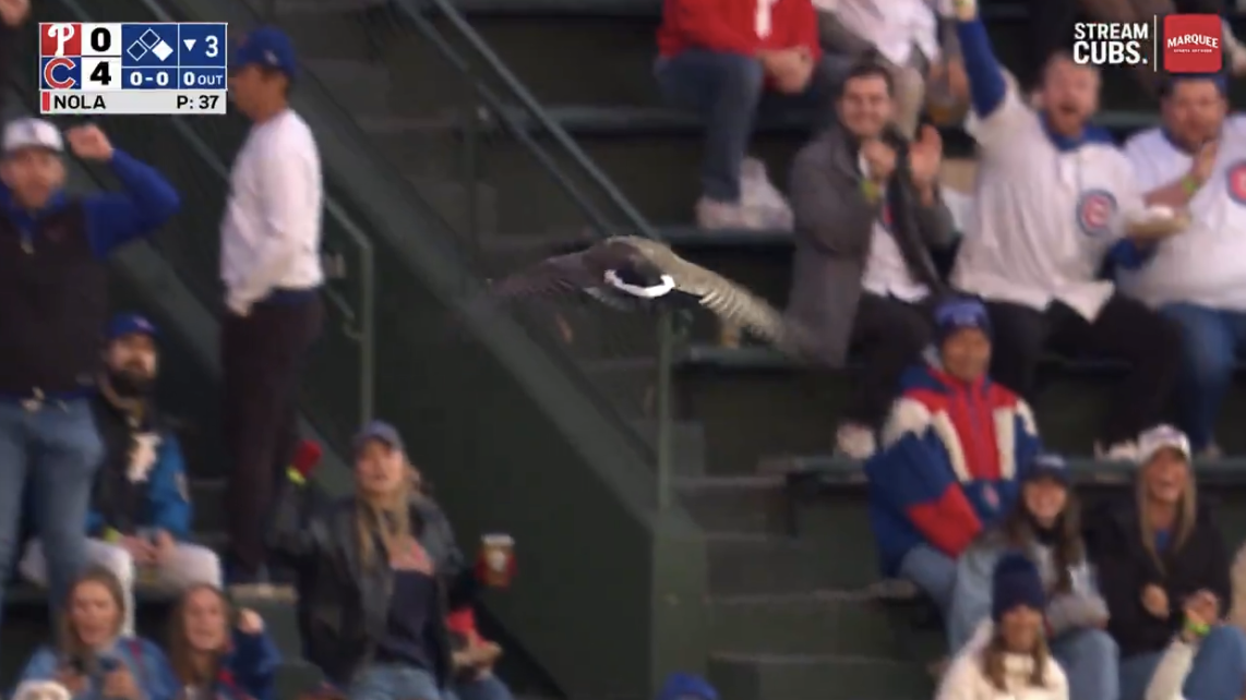 Goose at Wrigley Field during Phillies-Cubs recalls past wildlife interruptions
