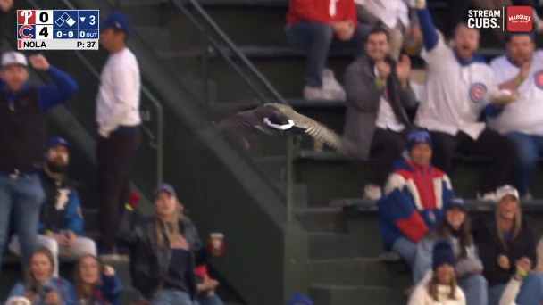 Goose at Wrigley Field during Phillies-Cubs recalls past wildlife interruptions