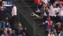 Goose at Wrigley Field during Phillies-Cubs recalls past wildlife interruptions