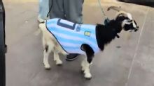 World Cup Daily: NFL star Winston dresses goat as Messi in tribute to GOAT