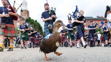 World Cup Daily: Scotland superfan Donny the Duck; USMNT, Brazil in action