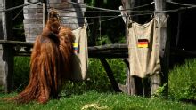 ¿Cábala? La predicción de un orangután oráculo en la que Ecuador salió beneficiado