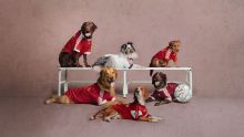 Footy for Fido: Adidas drops dog kits for 2026-27