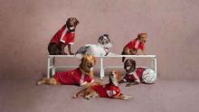 Futbol: Adidas lanza camisetas para perros para temporada 2026-27