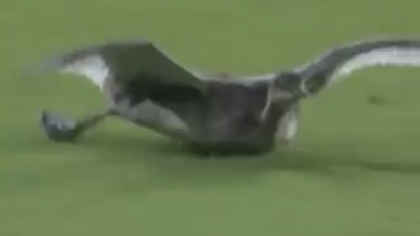 Goose at Dodger Stadium during Padres-Dodgers recalls past wildlife interruptions