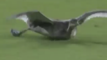 Goose at Dodger Stadium during Padres-Dodgers recalls past wildlife interruptions