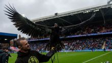 Animal rights group PETA call for Crystal Palace to retire bald eagle mascot