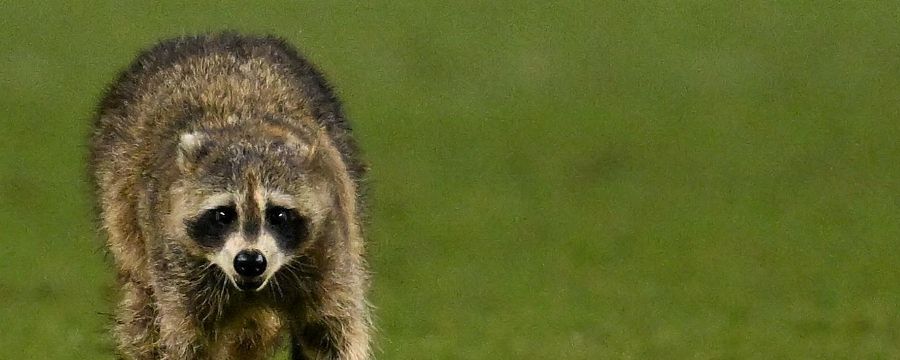 Raccoon invades the field during Union vs. NYCFC