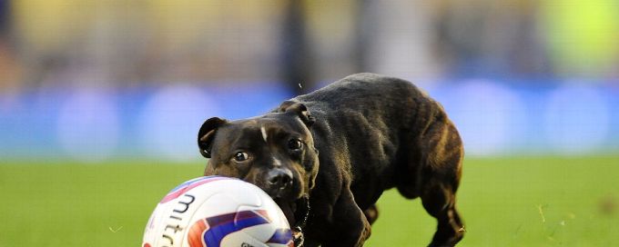 Leyton Orient appeal for dog to get on pitch to help tackle fox problem