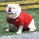 Between the new hedges: UGA revitalizing plants Between the new hedges: UGA revitalizing plants