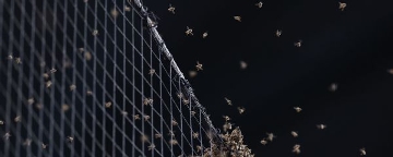 D-backs crowd abuzz as beekeeper clears swarm