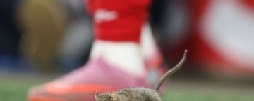 Rat suspends play during Wales' 4-2 qualifier loss to Belgium