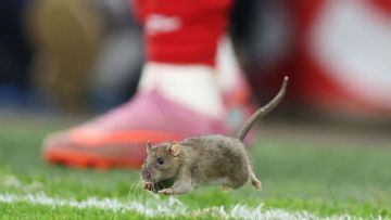 Rat suspends play during Wales' 4-2 qualifier loss to Belgium