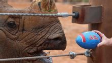 Phoenix Zoo's Fiesta Bowl tradition: Rhino picks Ole Miss over Miami