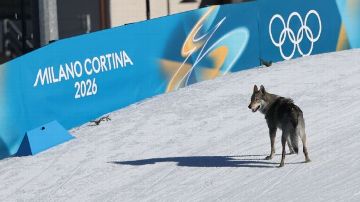 Dog on the course at the Olympics recalls past wildlife interruptions