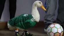 Pato Merlín elige a España en la final del Mundial 2026