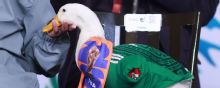 Ranking de momentos virales del Mundial: del pato Merlín al remo vikingo