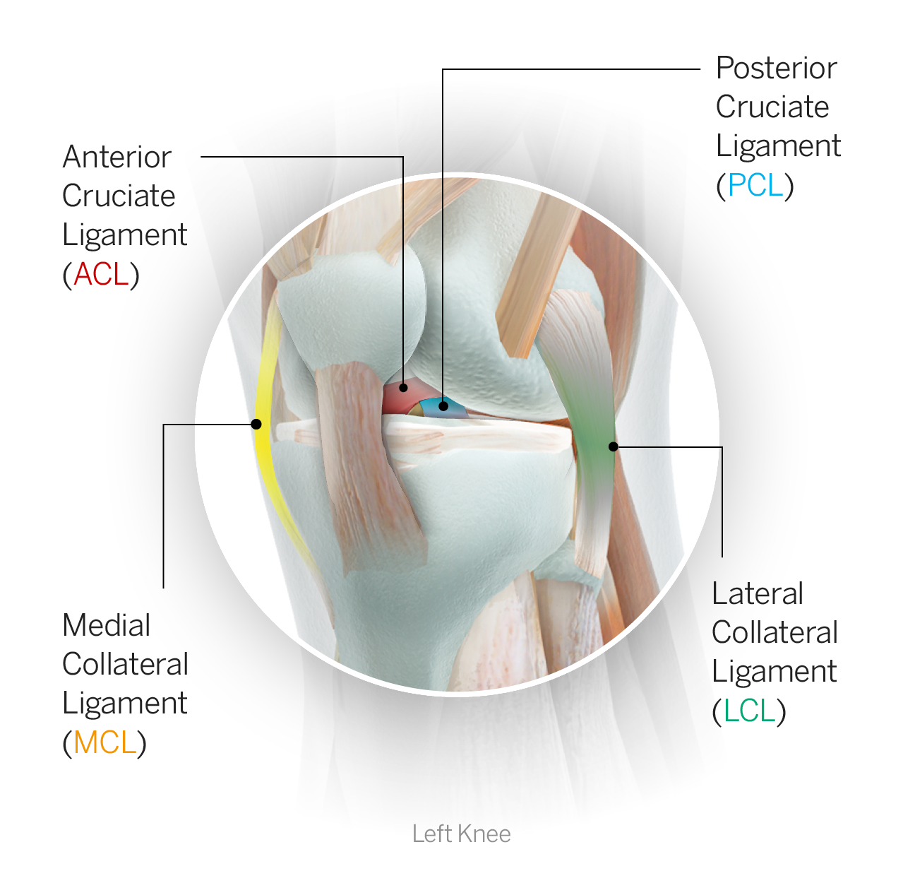 Medial Collateral Ligament (MCL), SportsIn Orthopaedic Clinic