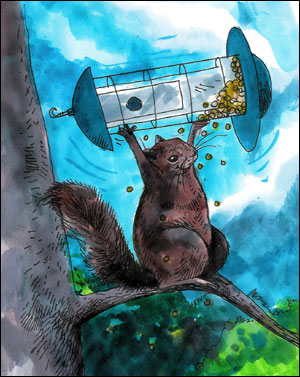 Squirrels