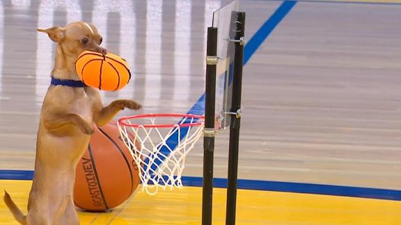 Chihuahua hosts his own dunk contest... no big deal