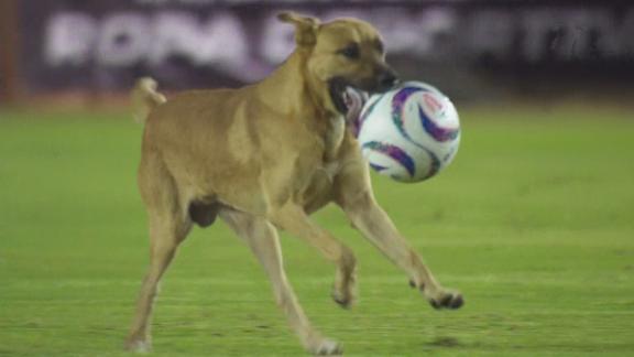 dog soccer