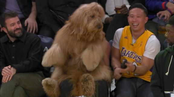 How Brodie The Goldendoodle landed courtside at Knicks Lakers