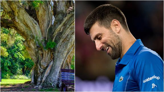Djokovic: I've a special relationship with that tree