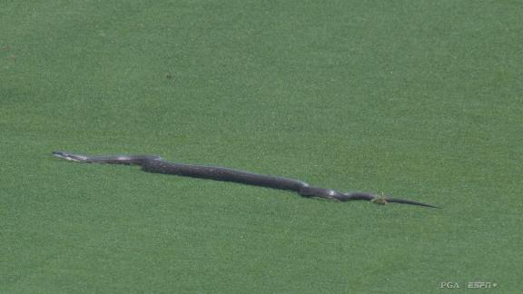 During the second round of the PGA Championship, a snake makes its way onto the course.