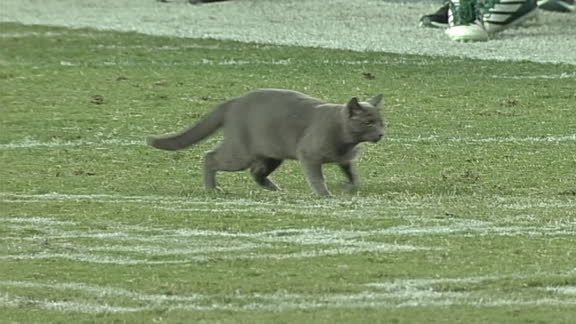 Cat runs onto the field at USF