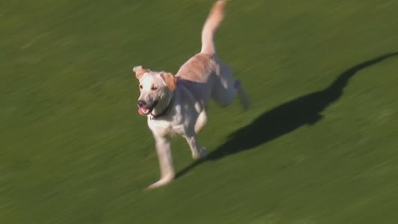 ¡No lo podían agarrar! Un perro, protagonista en Arroyito