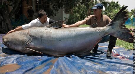 Thais catch 646-pound catfish in Mekong - ESPN