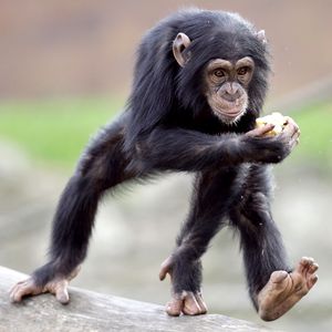 Chimpanzee