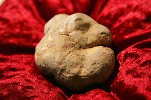 White Truffle
